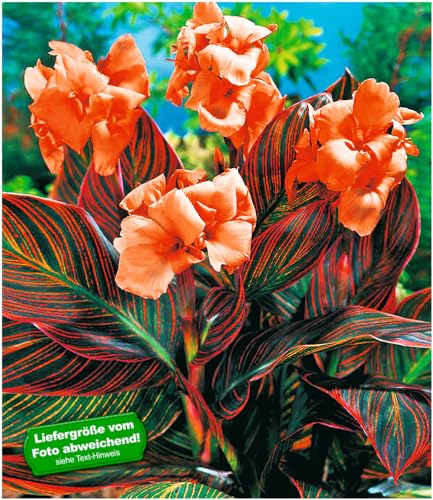 BALDUR Garten Canna Durban, 1 Knolle Indisches Blumenrohr Canna Indica