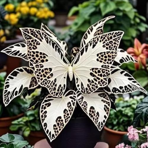 1200 peças Plantação interior e exterior hosta rara semear orelha de elefante resistente / orelha de elefante rara/perene resistente/folhas grandes (A)
