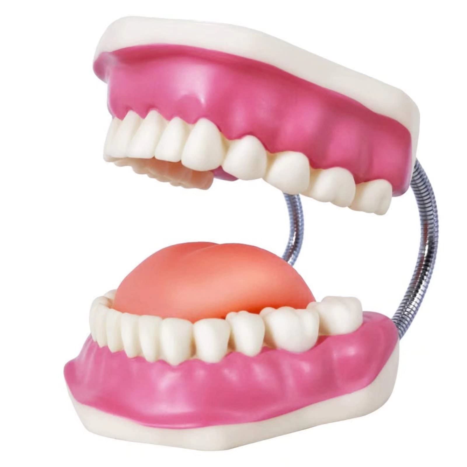 EVOTECH SCIENTIFIC Modello di cura dentale, con spazzolino gigante, 32 denti, modello dimostrativo per la cura dentale, modello di denti dimostrativo Typodont standard per adulti