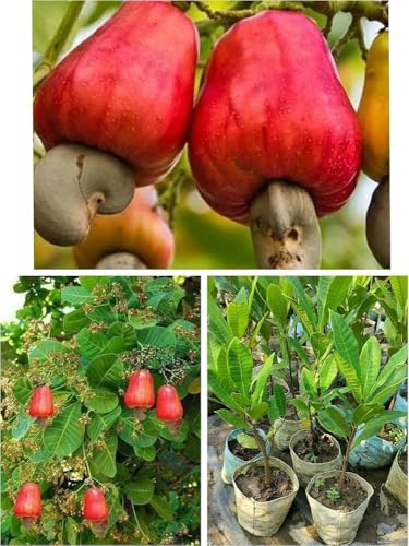 Image of All-Time 12 Months Hybrid GRAFTED Live Fruit Plant Original & Authentic Organic Tree for Outdoor Fast-Growing Fruit Plant Home Gardens Pack Of-1 (Kaju(Cashew) Dry Fruit Plant, Medium)