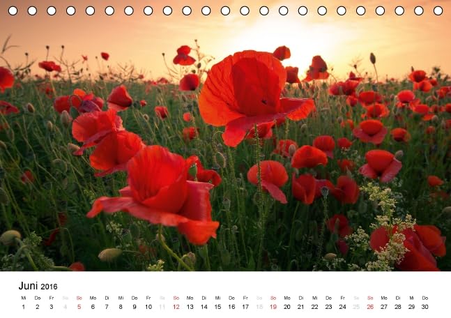 MohnZeit (Tischkalender 2016 DIN A5 quer): Landschaften voller Mohnblüten (Monatskalender, 14 Seiten ) (CALVENDO Natur)