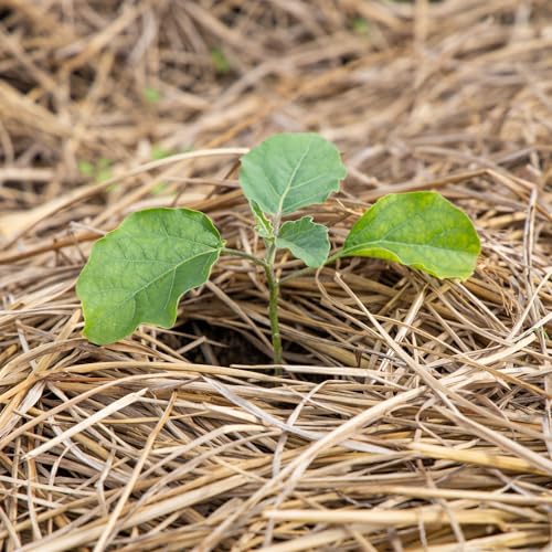 Himsel Farms Straw Mulch, Bedding for Pets and Gardening, 1 Cubic Foot, Hand Packed Packed Boxes, natual yellow, straw1cuft