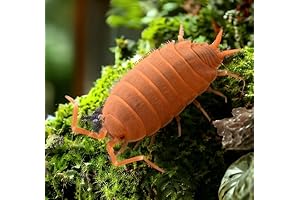 Live Powder Orange Isopods for Sale