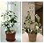 Plant Trellis for Climbing Plants Indoor Outdoor, Trlzey 3 Pack Stackable Metal Trellis - Small Garden Trellis for Potted Plants, Vine Support for Ivy, Flowers, DIY Home Deco