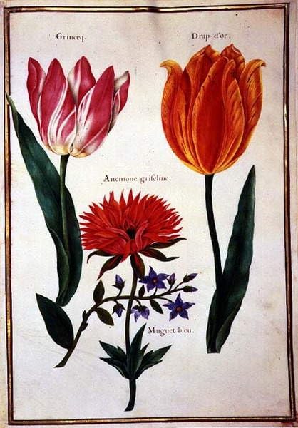 Affiche Deux Tulipes brisées Nicolas Robert portrait toile déco 60x90cm
