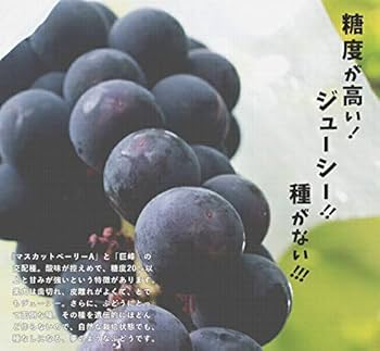 BKシードレス PVP種無し葡萄苗木 国華園オンラインショップ / 果樹苗 ブドウ BKシードレスPVP 1株