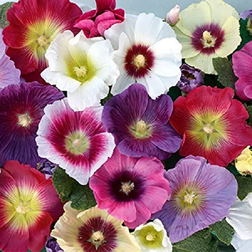 Kraft Seeds Hollyhock Mix (3gm) Heirloom Flower Seeds Non-GMO (Variety Superb Flower Garden) (B09XMR7SWY) Amazon Price History, Amazon Price Tracker