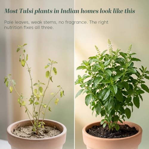 Image of Kyari Tulsi Fertilizer 100% Organic - Natural Growth Booster for Tulsi Plant, Holy Basil, Home Garden, Balcony Pots - Plant Food for Lush Green Leaves - 100% Natural for Plant Parents