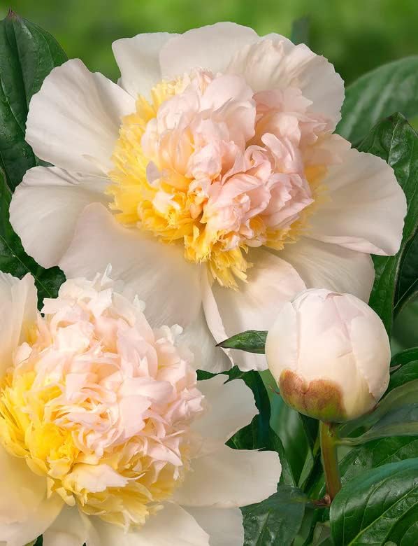 Votaniki Honey Gold Peony Bulbs for Planting - Fragrant, Spectacular Large Peony Flowering Bulbs | Hardy and Easy to Grow, Long Blooming Peony Flower Plant (1 Pack)