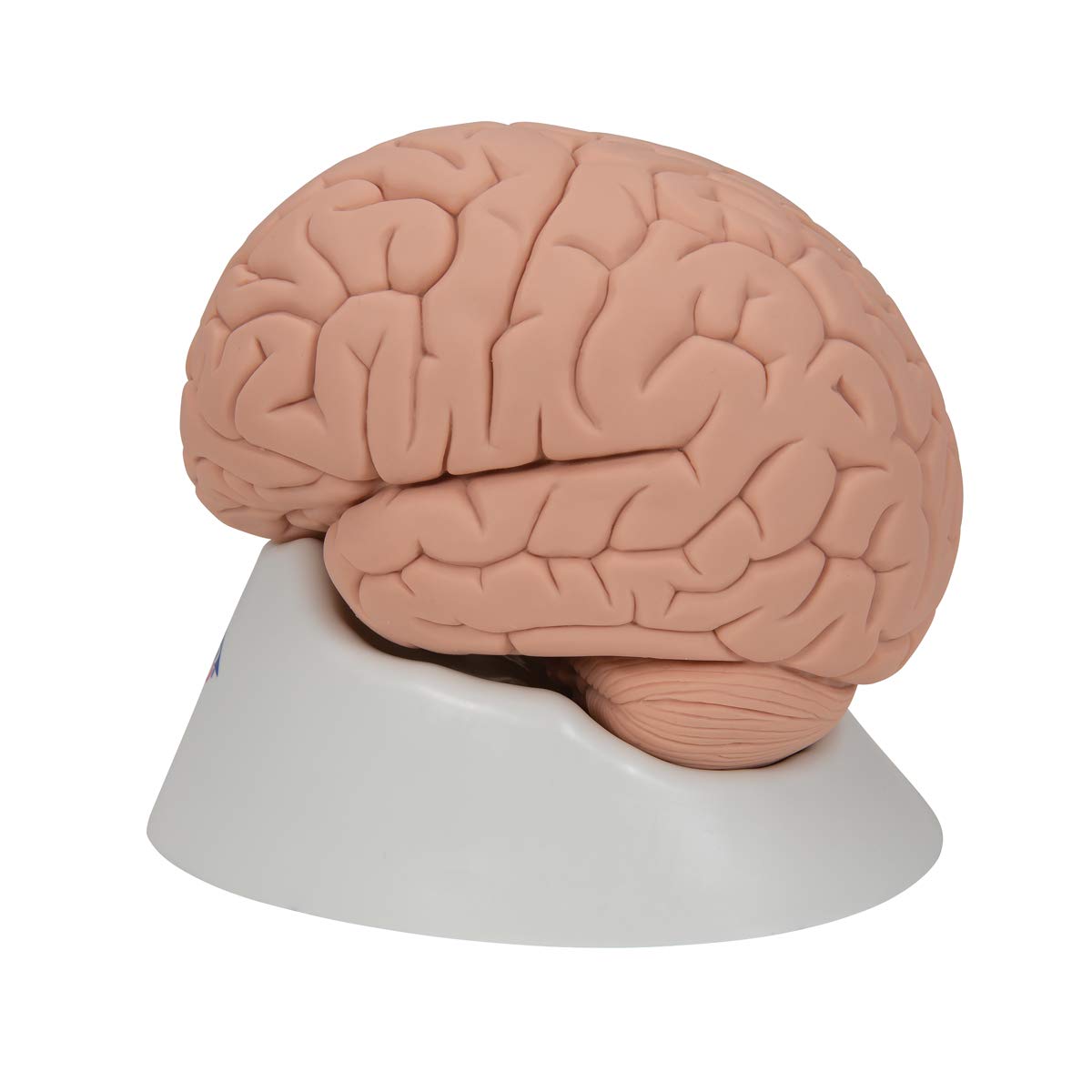 3B Scientific C15/1 wprowadzający model mózgu, 2 części darmowe oprogramowanie anatomiczne - 3B Smart Anatomy