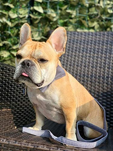 Lionet Paws Hundeleine Baumwolle Hund Leine für kleine mittelgroße große Hunde