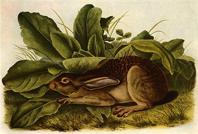 John James Audubon"Jack Rabbit" Beautiful Art Print