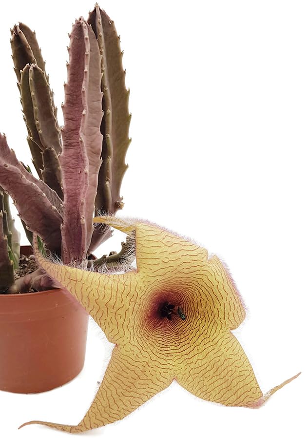 hänge kunstpflanzen Künstlicher Hänge-Pothos - Bella