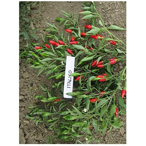 PREMIER SEEDS DIRECT - HOT Chilli Pepper Bird Eye ITALICO 60 Seeds Cover