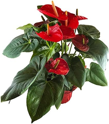Crisp Plants Live Anthurium Plant, Red, 20" Tall, 6.5" Wide Grower Pot
