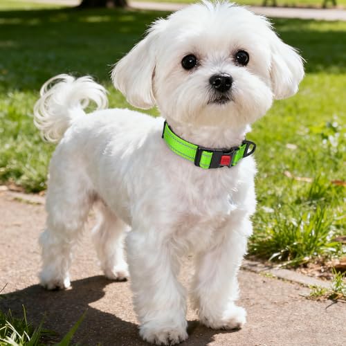 Image of Taglory Reflective Small Dog Collar, Comfortable for Safe Night Walks,Green