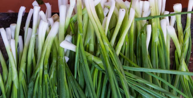 Fukagawa Bunching Onion Seeds Fast-Growing Bulbless Mild and Sweet Green Onions | Allium fistulosum Fukagawa | Never GMO Always Heirloom OP | USA Grown Seeds by Lilianas Garden |