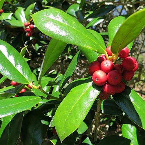 Perfect Plants Dwarf Burford Holly Live Plant, 1 Gallon, Includes Care Guide #TOP1