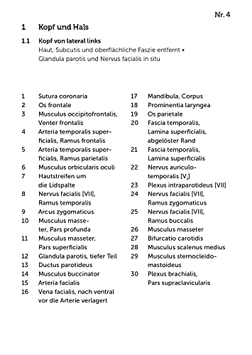 Image of Lernkarten Anatomie