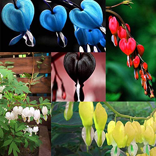 Portal Cool Rosa: Gladiolo perenne Semi di Fiori Giardino Piante en Vaso aerobico Espada Lirio Ff 03