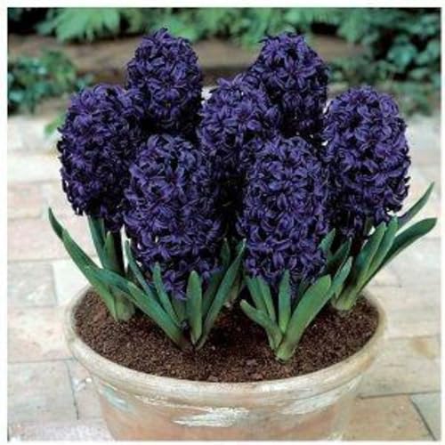 Jacintos bulbos,bulbos de jacintos blancos,bulbos de flores jacintos,Planta De jacinto,Herbáceas Perennes,plantas raras,decorativas,tesoros hortícolas.-4bulbos-C