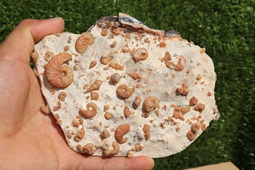 Image of Douvilleiceras & Gastropods Plate Cretaceous Fossils Fossils from Morocco Fossil Rock ammonites Fossil A113