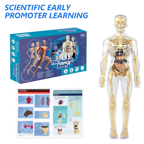 28,5cm Anatomie Modell, Mini Mensch Skelett Modell, Menschliches Körpermodell, 3D Human Body Torso Model für Medizinisches Lehren, Lernen, Bildung, Display, Geschenk