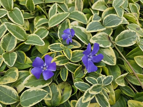 Vinca minor 'Blue and Gold' – 24 Pflanzen – Immergrüner Bodendecker – Blau-lila Blüten – Goldgelbe Blätter – 10–25 cm – Ø9 cm – Schattentolerant & pflegeleicht