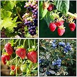 Mixrug 1000+ Mixed Fruit Seeds for Planting - 80+ Grapes 700+ Strawberry 200+ Raspberry & 80+ Blueberry Seeds...