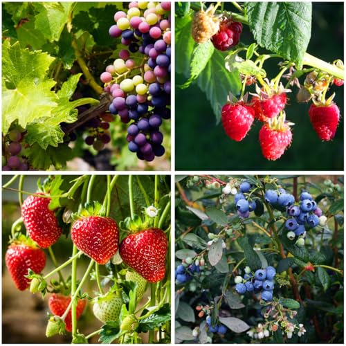 Mixrug 1000+ Mixed Fruit Seeds for Planting - 80+ Grapes 700+ Strawberry 200+ Raspberry & 80+ Blueberry Seeds Fresh Fruit,Non GMO Seed Home Garden Outdoors
