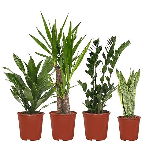 La Green Touch – Caja de fácil cuidado x4 – Planta de interior – Maceta de 17 cm, altura 85 cm