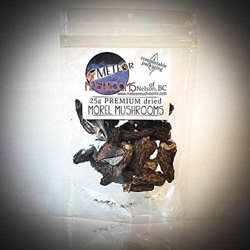 Morel Mushrooms ~ BC wild foraged ~ dried whole