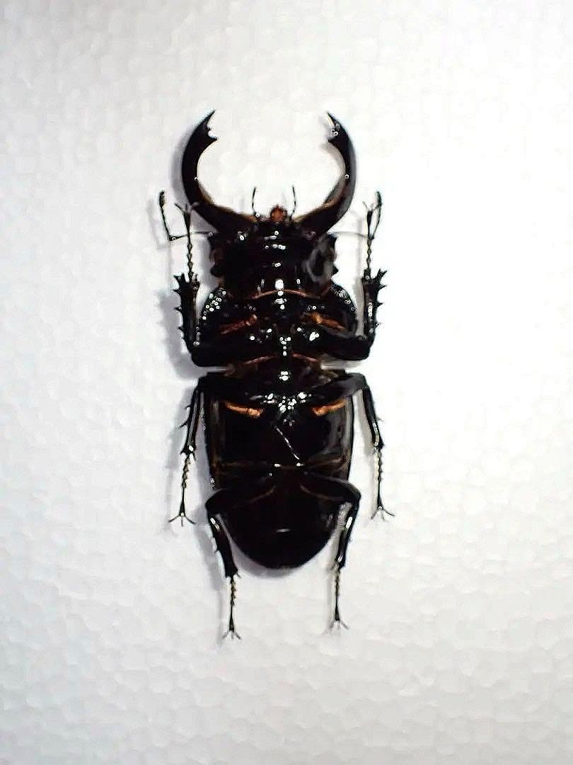 標本タランドゥスオオツヤクワガタ コンゴ産 85.4ミリ 飼育品 <0622z