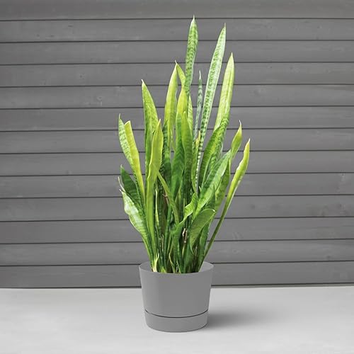 Miniatura 7 de Root & Vessel Majestic Mid-Century Modern - Maceta cilíndrica de perfil bajo, color negro mate, 6.5 pulgadas