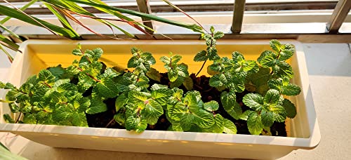 Hug A Plant | Reca 40cm Rectangle Window Planter | Pot for Home & Garden (40CM | 15.7INCH, Pack of 4, Ivory)