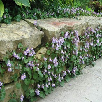 Outsidepride Kenilworth Ivy Seeds - 8000 Pcs. Perennial, Versatile & Low Maintenance, Ground Cover Seeds for Planting Scalloped Foliage and Vibrant Lilac Blooms for Cascading & Shaded Gardens