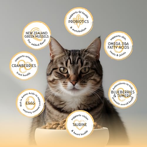 Image of Blackwood Bounty Dry Cat Food, Chicken & Turkey Recipe for All Life Stages, 10 Pound Bag, High Protein, Grain Free