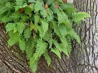 RESURRECTION PLANT Live! Rose of Jericho Dinosaur Fern Miracle Air Prehistoric