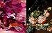 Ashmolean NOW: Daniel Crews-Chubb x Flora Yukhnovich