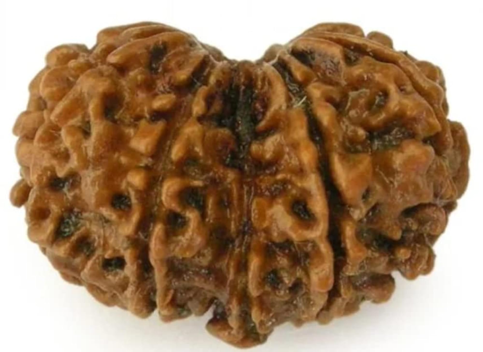 Combined Rudraksha Pendant, Original Certified Gift