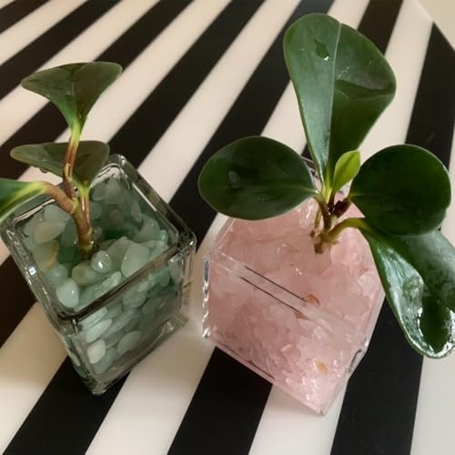 Image of 1lb Rose Quartz Crystals, Vase Filler Stones, Pink Crushed Rose Quartz Chips, Decorative Marbles for Vases, Pebbles for Indoor Plants, Gravel for Fish Tank Aquarium