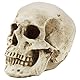 Kurtzy Totenkopf Deko Gothic Deko Menschlicher Schädel Modell L12 x W17 x H14,5 cm - Realistische Harz-Knochen Deko Schädel Anatomie - Totenkopf Deko Groß für Medizinische Lehre & Mexikanische Deko