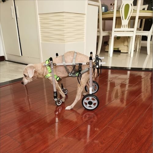 Fauteuil roulant pour chien redonnez le bonheur de marcher
