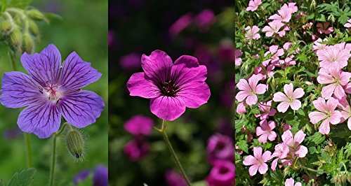 Geranio - variedad de mezcla; factura de la grúa, cranesbill - semilla