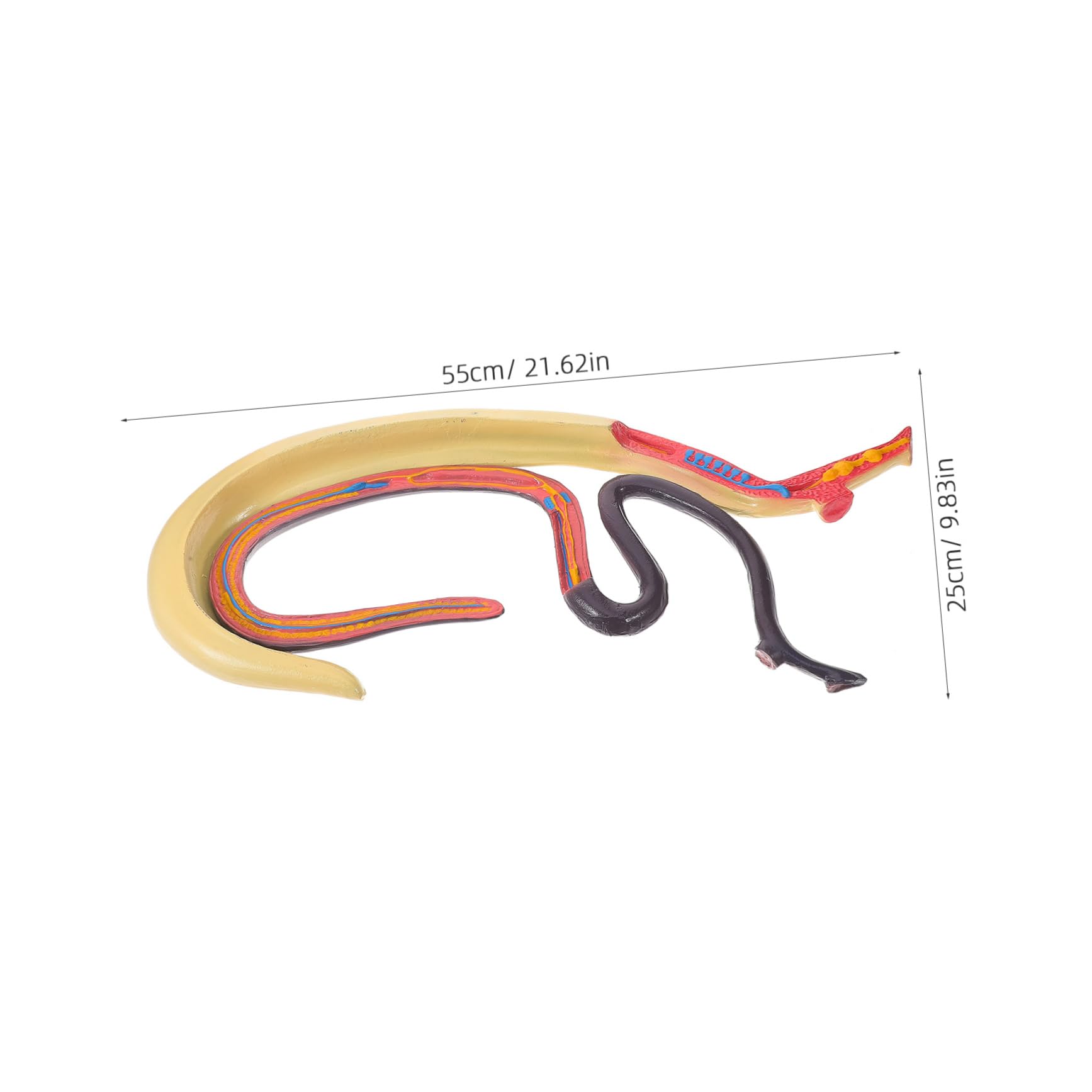 Alipis Modello Anatomico Schistosoma Per Studio e Insegnamento Materiale Scientifico Supporto Didattico Per Animali