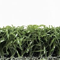 Algopix Similar Product 9 - RealGrass Putting Green Artificial