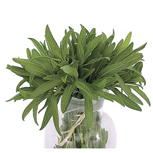 Mexican tarragon How to grow & care