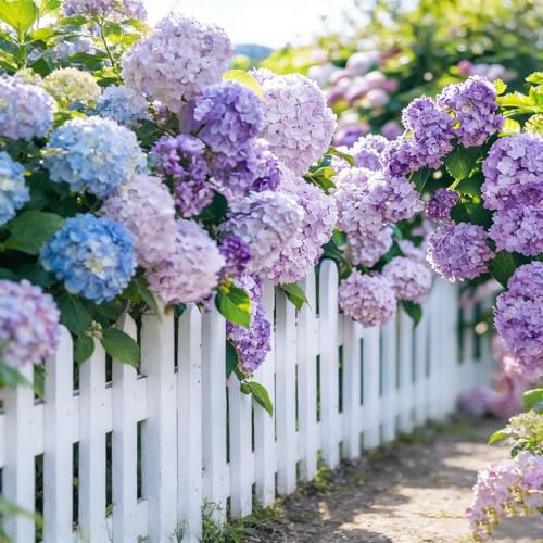 bulbi di ortensia blu - hydrangea - perenne, resistente, facile da coltivare, ideale per vaso e giardino-1pcs-e