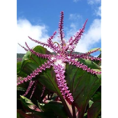 TROPICA - Cabbage Palm, Good Luck Plant, Palm Lily, Ti Plant (Cordyline fruticosa) - 10 Seeds - Tropical Magic Cover