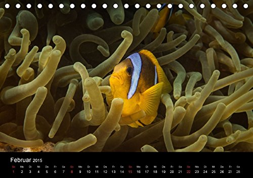 Anemonenfische, Mein Revier. (Tischkalender 2015 DIN A5 quer): Rotmeer Anemonenfische (Tischkalender, 14 Seiten)